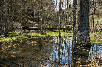 bažina, voda, rybník, Příroda, krajina, les, dřevo, odraz, bazén, Lengnau, Canton Bern