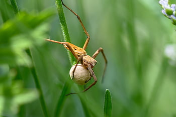 brown spider, green leaf, macro photography, natural habitat, spider details, spider egg sac, spider on leaf, close-up photography, wildlife photography, insect photography, nature photography