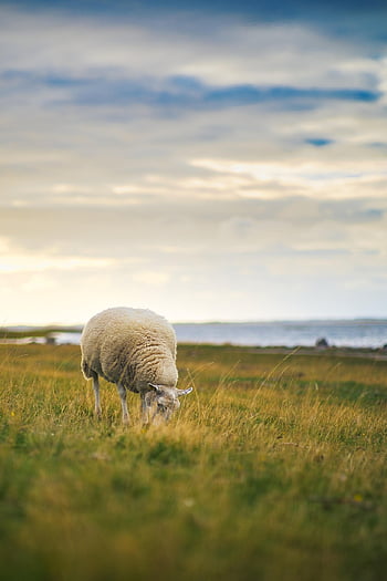 sheep, animal, graze, pasture, grass, meadow, wool, mammal, agriculture, landscape, wildlife