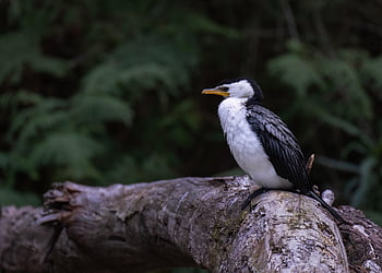 vogel, kleine Bonte Aalscholver, Microcarbo Melanoleucos, aalscholver, dier, veren, gevederte, bek, Bill, vogels kijken, vogelkunde