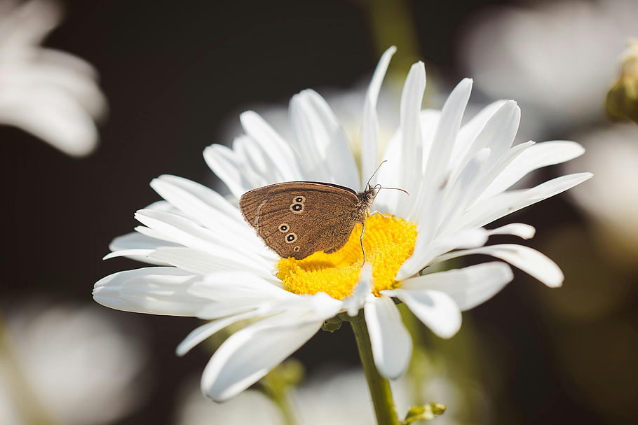 butterfly, white flower, white daisy, summer garden, bright sunshine, close-up, nature photography, outdoor scene, floral image, insect on flower, garden wildlife