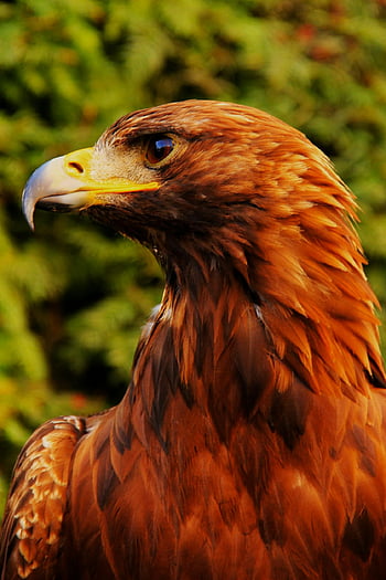 Steinadler, Nahaufnahme Bild, Majestätischer Vogel, lebendige Federn, fokussierter Blick, brauner weißer gelber Vogel, Tierfotografie, Naturfotografie, Vogelfotografie, goldene Adlerfedern, Eagle Nahaufnahme