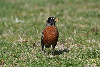 pták, zvíře, americký robin, volně žijících živočichů, pozorování ptáků, venkovní, ptačí, Příroda, nikon d500, birding, zvířat