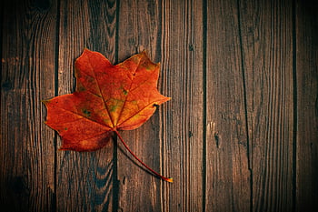 foglia di acero, parquet in legno marrone, Essenza autunnale, foglia di acero colorata, tavola di legno, stagione autunnale, sfondo naturale, consistenza rustica, arredamento stagionale, fotografia di foglia d'acero, foglie d'autunno