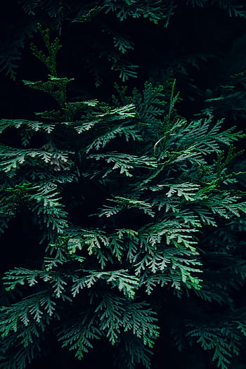 나무, 추상, 분기, 닫다, 구과 식물, 침엽수, 어두운, 어두운 배경, 짙은 녹색, 전화 벽지, 상록수