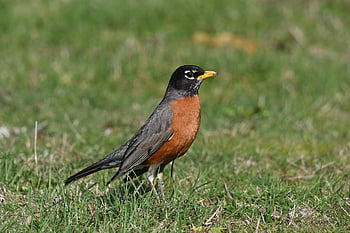 pták, americký robin, volně žijících živočichů, pozorování ptáků, zvíře, venkovní, ptačí, Příroda, ptáků, zvířat, fotografování divoké zvěře