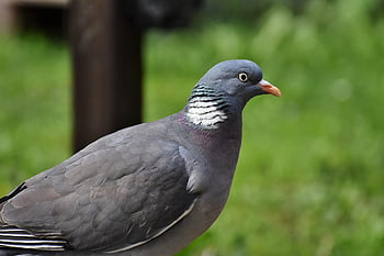pták, holubice, holub, ornitologie, druh, Příroda, fauna, zobák, zvíře, volně žijících živočichů