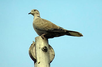 Vogel, Natur, Taube, Eurasische Türkentaube, Streptopelia decaocto, Kragentaube, Ring Taube, Fauna, Tierwelt, Jaipur, Indien