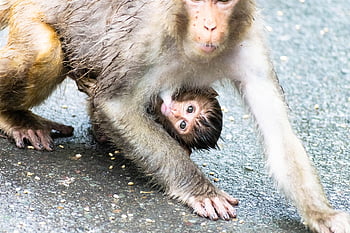 baby Monkey, mother, breastfeeding, baby, monkey, ape, nature, lemur, animal, cute, love
