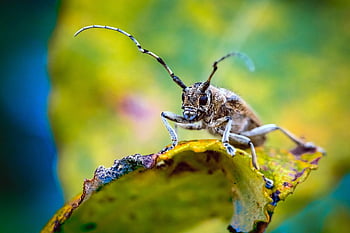 large Poplar Borer, longhorn Beetle, insect, saperda Carcharias, animal, wildlife, antennae, leaf, nature, forest