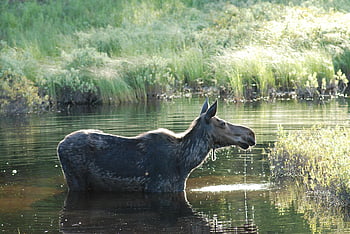 elg, hører efter, alle ører, vådområder, sommer, våd, Advarsel, natur
