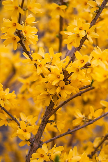 makro fotografie, žlutý kvetoucí strom, jasně žlutá forsythia, květy fialky, plný květ, jarní esence, žluté květy, větve stromů, jarní květiny, fotografování přírody, květinové fotografie