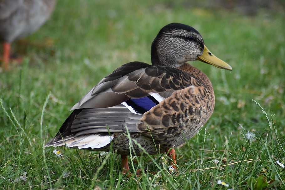 アヒル、 鳥、 羽毛、 ドレイク、 クロスワード、 くちばし、 鳥類学、 動物、 家禽、 鳥類、 動物相
