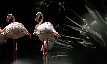 flamingos, birds, long-legged, long Neck, feathers, plumage, ave, avian, ornithology, animals, animal World