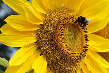sunflower, flower, cereal, insect, bumblebee, pollen, nectar, garden, blooming, yellow Sunflower