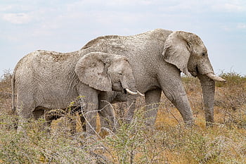 elefantes, animales, paquidermo, colmillos, manada, naturaleza, grupo, etosha, Namibia, dos