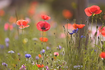 poppies, flowers, buds, flower Wallpaper, field, red Poppies, red Flowers, petals, red Petals, bloom, blossom