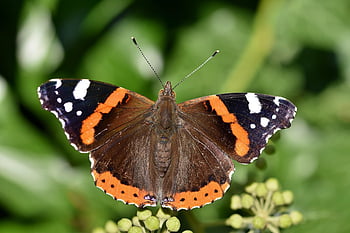 Schmetterling, Admiral, Schmetterlingsflügel, Entomologie, Insekt, Bestäubung, Schmetterlinge, Tierwelt, Blumen, Fauna, Natur