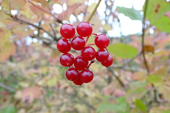 autumn berries, Borrow Pit Meadows, autumnal fruit, red berries, Cheshire Countryside, wildlife nature, October 2018, Sandbach, Terry Hughes, autumn leaves, berry cluster