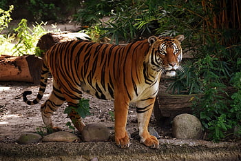 tigris, állat, állatkert, nagy macska, maláj tigris, csíkok, macskaféle, emlős, természet, vadvilág, vadvilág fotózás