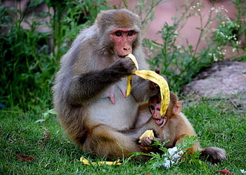 mother Monkey, baby, motherhood, mom, ape, family, child, animal, cute, wildlife, mammal