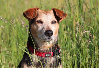 hund, ven, kæledyr, hybrid, portræt, eng, opmærksom, vagt, husdyr, dyr, blandet racerhund