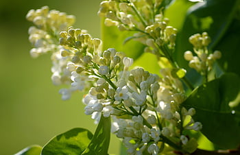 ordinary Lilac, blooms, flower Buds, flower, flora, spring, garden, shrub, syringa Vulgaris, oleaceae, injection