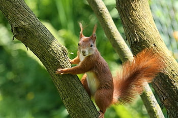 la nature, rongeur, écureuil, mammifère, l'observation des animaux, fermer, faune, forêt