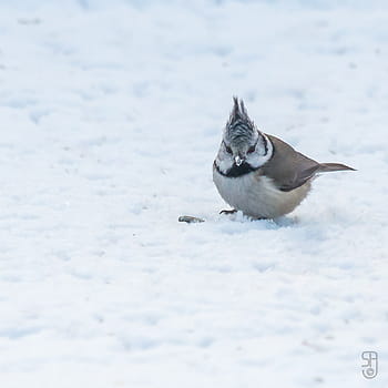 Northern Crested Tit, lophophanes cristatus, burung, musim dingin, salju, taman, canon eos 70d, Canon EF 100-400mm, eropa, Norway, kongsberg