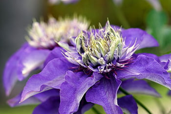 clematis, biru, bunga, mekar, berkembang, alam, flora, tanaman pemanjat