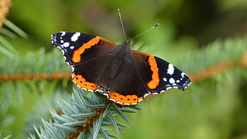 butterfly, insect, wings, antennae, animal, nature
