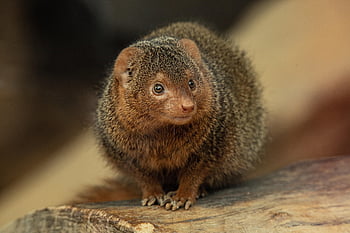 állat, indiai menyét, természet, emlős, faj, fauna, vadvilág, kis állat