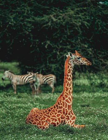 giraffa, mammifero, animale, collo, zebra, natura, modello, zoo, Africa, fogliame, modelli