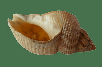 béžová lastura, Podrobný pohled, prázdná lastura, složité vzory, textur, mušle, mořský život, přirozené vzory, spirála shell, oceánský, fotografování přírody