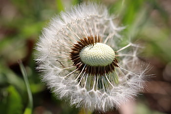 dandelion, seeds, flying Seeds, pointed Flower, meadow, nature, close Up