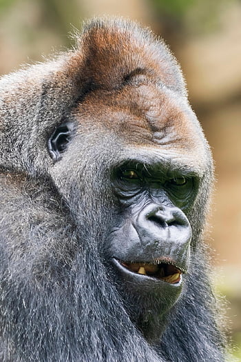 Silverback gorila, gorila, opice, savec, primát