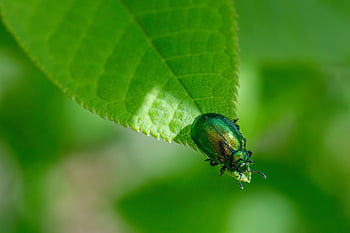 insekt, hmyz, brouci, entomologie, členovců, coleoptera, biodiverzity, hmyz taxonomie, pozorování divoké zvěře, Řízení škůdců, chování hmyzu