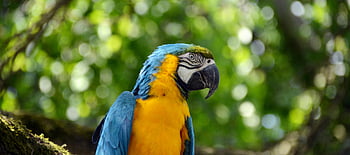 Yellow and Blue Parrot, blue and yellow macaw, close-up, colorful parrot, lush green jungle, macaw, parrot, tropical bird, wildlife, nature, jungle environment