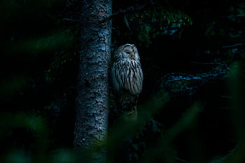 ural Owl, night, forest, strix Uralensis, bird, nature, wildlife, bird Of Prey, animal, animals In The Wild, outdoors