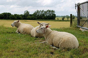 sheep, dike, neuharlingersiel, north, north Sea, ostfriesland, nature, wool, pasture, animals, easter