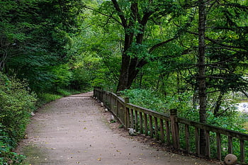 skog, grønn, fjell, tre, natur, mose, miljø, vår, blad, stein, landskap