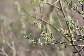 nature, plants, macro Photography, closeup, base, willow, spring