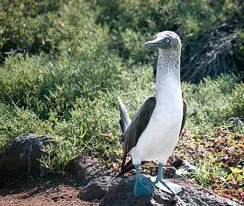 modro-footed booby, Galapágy, Ekvádor, stojící na skalách, modré nohy, pták, volně žijících živočichů, Příroda, tropický, mořský pták, bílá a modrá