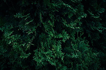 Thuja Tree, arborvitae, jehličnatý strom, jehličnatý, hd tapetu, jehličnatého stromu, evergreen, Vždyzelené větve, vždy zelený strom, thuja, tapeta na zeď