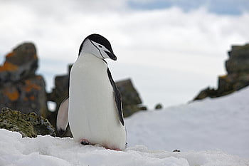 pinguino sottogola, Terreno innevato, Antartide, habitat naturale, fotografia naturalistica, la neve, terreno roccioso, pinguino, Antartide Wildlife, pinguino antartico, foto della fauna selvatica