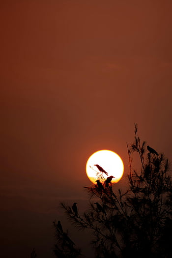 日没、 シルエット、 木、 鳥、 オレンジ色の空、 平和な、 自然、 イブニング、 野生動物、 ブランチ、 太陽