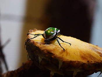 serangga, kumbang, ilmu serangga, jenis, makro, rose chafer, Afrika, etosha, namibia