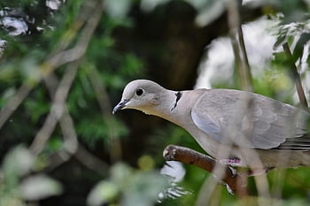 dove, turkey Pigeon, bird, animal, foraging, plumage, feathers, city Pigeon