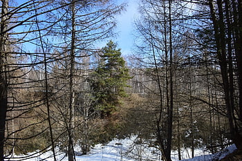 pine, forest, blue Sky, spring, sky, green, blue, trees, nature, conifers, landscape