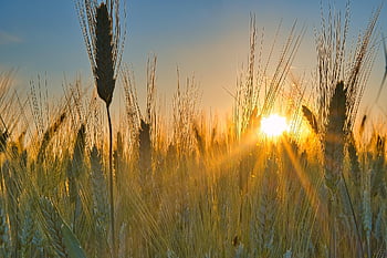 sunset, sun, sunny, wheat Field, field, sunrise, heaven, meditation, mood, freedom, light